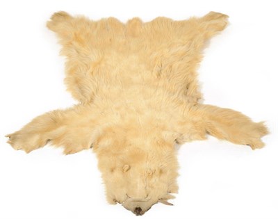 Lot 254 - Polar Bear (Ursus arctos), circa 1930, skin rug with flat head, 219cm long nose to tail, 208cm wide