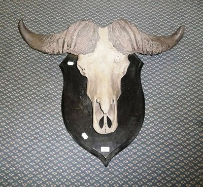 Lot 255 - Cape Buffalo (Synceros caffer caffer), circa 1920, by Rowland Ward, horns on upper skull, tip...