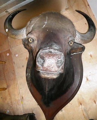 Lot 256 - Gaur (Bos gaurus), Theobald & Co, Taxidermists, Mysore, India, early 20th century, shoulder...