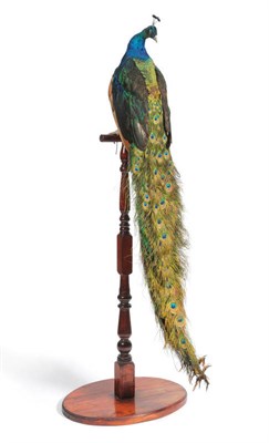 Lot 259 - Peacock, full mount, perched on stained wood turned stand with oval base, 216cm high overall