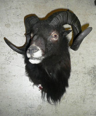 Lot 260 - Black Sheep, ram, head mount, on wood shield, 44cm from the wall, by Graham Teasdale of Greasbrough