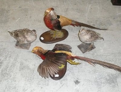 Lot 262 - Golden Pheasants, two taxidermy specimens, one in flight (on wall hanging plaque), the other...