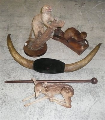 Lot 263 - Cow Horns, mounted on black velvet; Mongoose, circa 1900, full mount; A Deer Fawn, full mount;...