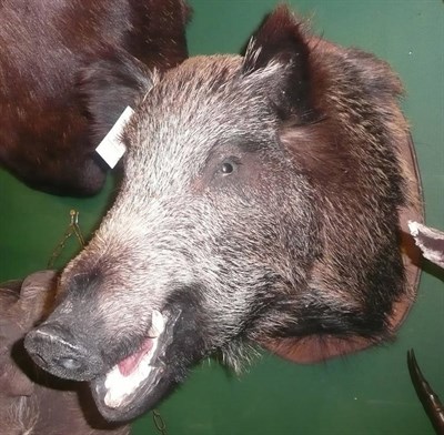 Lot 264 - Wild Boar (Sus scrofa), 20th century, head mount, on wood shield, 61cm from the wall