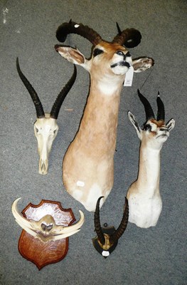 Lot 265 - Impala (Aepyceros melampus), 20th century, shoulder mount, 50cm from the wall; Springbok...