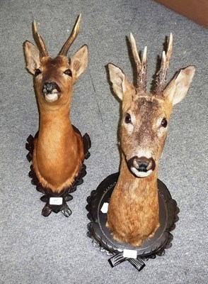 Lot 267 - Roe Deer (Capreolus capreolus), mid 20th century, two shoulder mounts on carved wood...