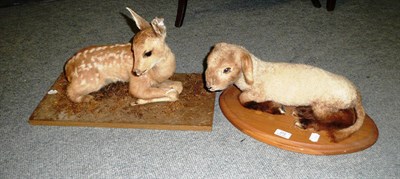 Lot 272 - Deer Fawn, full mount, recumbent and turning to the right, on moss-strewn wood plinth, the specimen