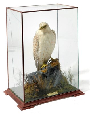 Lot 274 - Greenland Falcon (Falco rusticolus), ex Eton College Collection, early 20th century, full...