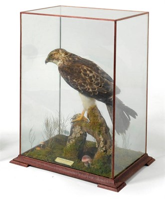 Lot 275 - Common Buzzard (Buteo buteo), ex Eton College Collection, early 20th century, full mount,...