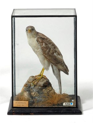 Lot 277 - Sparrowhawk (Accipiter nisus), ex Eton College Collection, early 20th century, female, perched on a