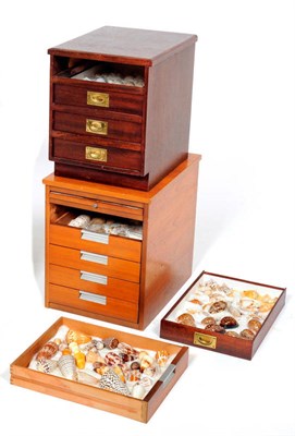 Lot 278 - Sea Shell Collection: A Modern Filing Cabinet of Five Drawers Containing Diverse Sea Shells,...