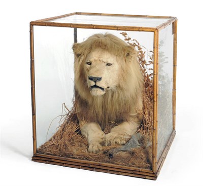 Lot 279 - Lion (Panthera leo), Rowland Ward, London,  male, fore-part, emerging from grasses, in glazed...