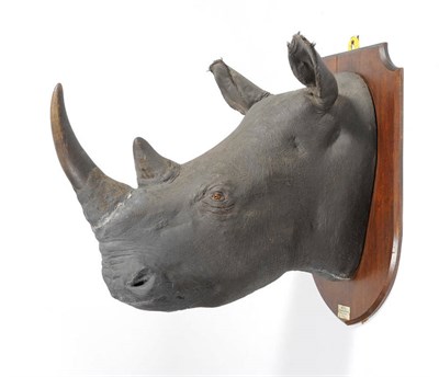 Lot 280 - White Rhinoceros (Ceratotherium simum), White Nile, 1911, attributed to Edward Gerrard & Sons, head