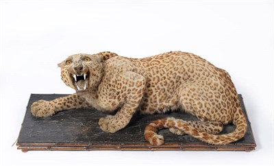 Lot 282 - Leopard (Panthera pardus), Rowland Ward, circa 1910, full mount, crouched and snarling, on...