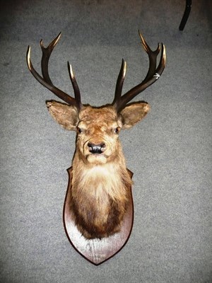 Lot 283 - Scottish Red Deer (Cervus elaphus scoticus), Glenfeshie 1923, head mount, on original oak...