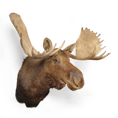 Lot 287 - Canadian Moose (Alces alces), British Columbia, circa 1970, head mount, 29 points, right antler...