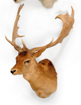 Lot 288 - Fallow Deer (Dama dama), 1985, shoulder mount, 19 points, right antler 71cm, left antler...