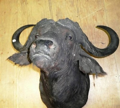 Lot 289 - Cape Buffalo (Synceros caffer caffer), circa 1980, shoulder mount, the horns 60cm tip to tip,...