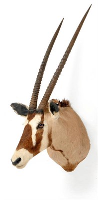 Lot 290 - Gemsbok Oryx (Oryx gazella), circa 1980, shoulder mount, turning to the right, right horn 77cm,...