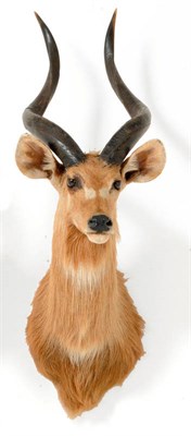 Lot 291 - Sitatunga (Tragelaphus spekei), circa 1980, shoulder mount, right horn 67cm, left horn 65cm...