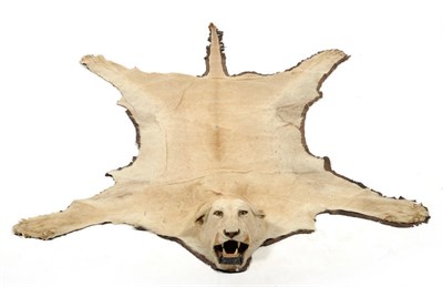 Lot 292 - Lion (Panthera leo), female, circa 1970, skin rug with head, mount, with open jaw and applied...