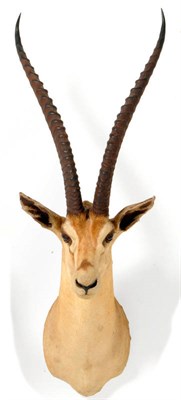 Lot 294 - Grant's Gazelle (Gazella granti), circa 1960, shoulder mount, right horn 60cm, left horn 59cm,...