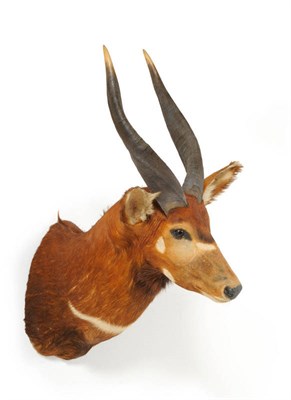 Lot 296 - Bongo (Tragelaphus euryceros), circa 1970, shoulder mount, right horn 60cm (with the curve),...