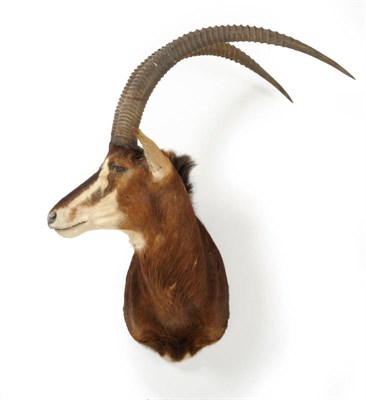 Lot 297 - Sable Antelope (Hippotragus niger), circa 1975, shoulder mount, turning to the right, right...