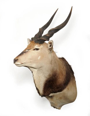 Lot 298 - Lord Derby Eland (Tragelaphus derbianus), circa 1980, shoulder mount, turning slightly to the...