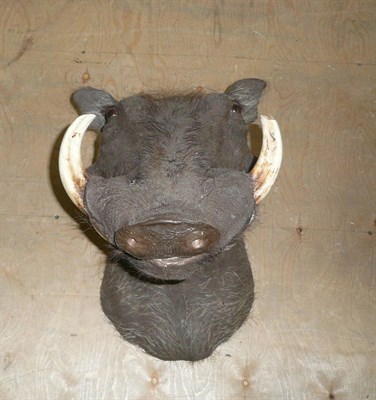 Lot 299 - Common Warthog (Phacochoerus africanus), circa 1985, shoulder mount, right upper tusk 21cm,...