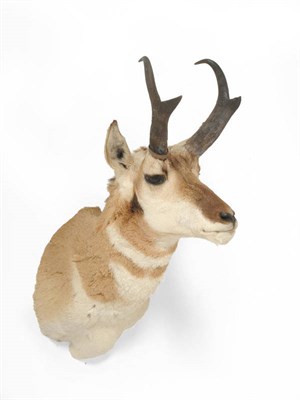 Lot 300 - Pronghorn (Antilocapra americana), shoulder mount, 52cm from the wall