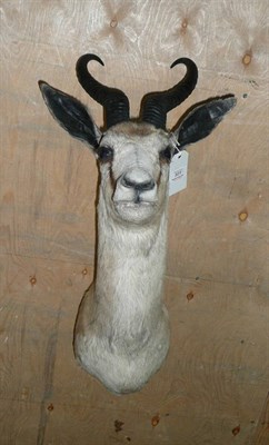 Lot 301 - Springbok (Antidorcas marsupialis), circa 1980, shoulder mount, 52cm from the wall