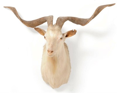 Lot 302 - Wild White Goat, male, Texas, USA, Sept 12 1983, shoulder mount, with long curling horns, 100cm tip