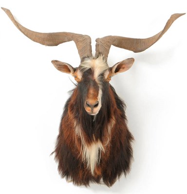 Lot 303 - Wild Goat, Q-Bar-Q Ranch, Texas, USA, 4.1.84, shoulder mount, 83cm tip to tip, 46.5cm from the wall