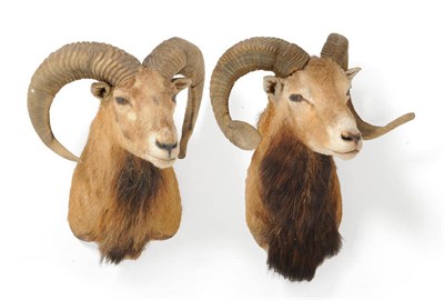 Lot 304 - Mouflon (Ovis aries), Texas, USA, Sept 12 1983, two shoulder mounts, 44cm from the wall (2)