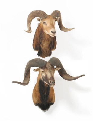 Lot 305 - Corsican Sheep (American), circa 1984, shoulder mount, horns 83cm tip to tip; Another similar, 58cm