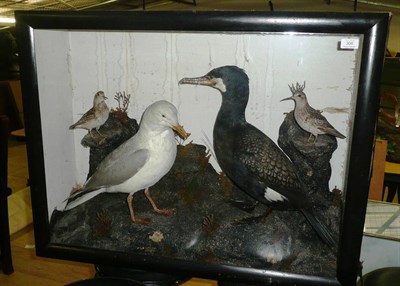 Lot 306 - Four Taxidermy Sea Birds, circa 1900, including Gull, Redshank and Cormorant, all...