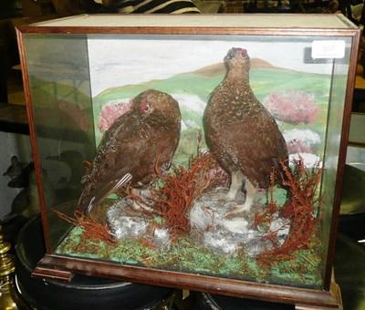 Lot 307 - Red Grouse (Lagopus lagopus scotica), circa 1980, full mount, standing and preening...