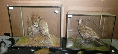 Lot 308 - Partridge, circa 1960, pair of full mounts, nestled naturalistically amongst grasses and moss,...