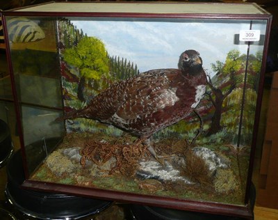 Lot 309 - Red Grouse (Lagopus lagopus scotica), full mount, standing naturalistically on rocks amongst...