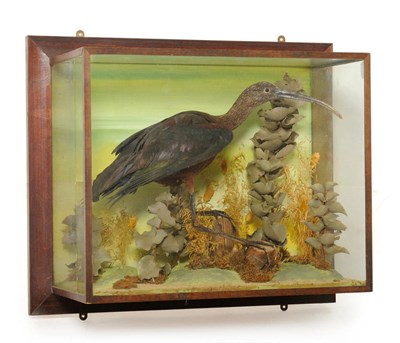 Lot 310 - Glossy Ibis (Plegadis falcinellus), circa 1910, full mount, standing on cut branch sections amongst