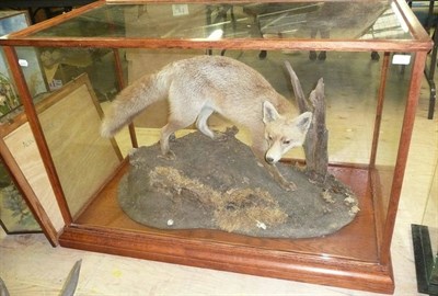 Lot 312 - Fox (Vulpes vulpes), circa 1970, full mount, standing on a mound of earth with roots and...