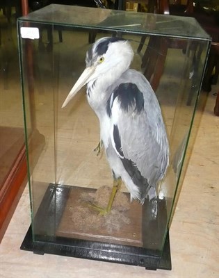 Lot 313 - Grey Heron (Ardea cinerea), circa 1960, full mount, standing amongst lichens, in a five-glass...