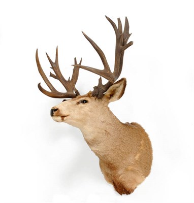 Lot 315 - Mule Deer (Odocoileus hemionus), circa 1985, shoulder mount, 22 points, broadest span 87cm