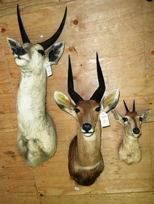 Lot 316 - Common Reedbuck (Redunca arundinum), circa 1980, shoulder mount, 49cm from the wall; Sitatunga...