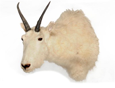 Lot 317 - Rocky Mountain Goat (Oreamnos americanus), circa 1985, shoulder mount, turning inquisitively to the