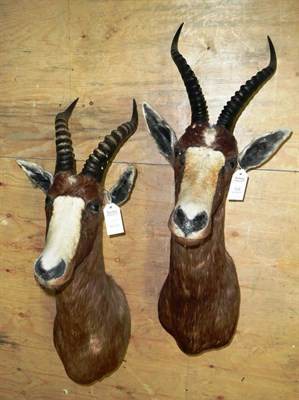 Lot 318 - Blesbok (Damaliscus pygargus phillipsi), circa 1985, shoulder mount, 49cm from the wall; A...