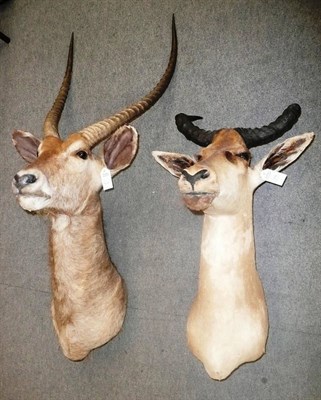 Lot 319 - Waterbuck (Kobus ellipsiprymnus), circa 1985, head mount, 66cm from the wall; and Jackson's...