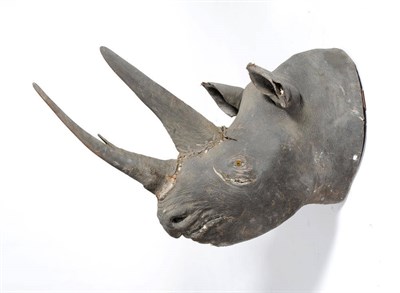 Lot 326 - Black Rhinoceros (Diceros bicornis), circa 1910-20, head mount, anterior horn longest length...