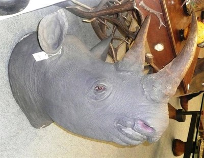 Lot 293A - Black Rhinoceros (Diceros bicornis), early 20th century, head mount, anterior horn 40cm longest...